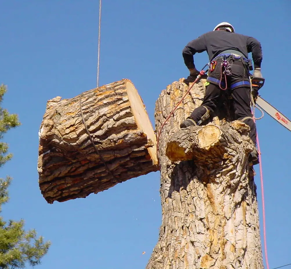 Специалист премахва опасно дърво с резачка